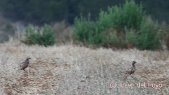 Barbary Partridge - ML623627142