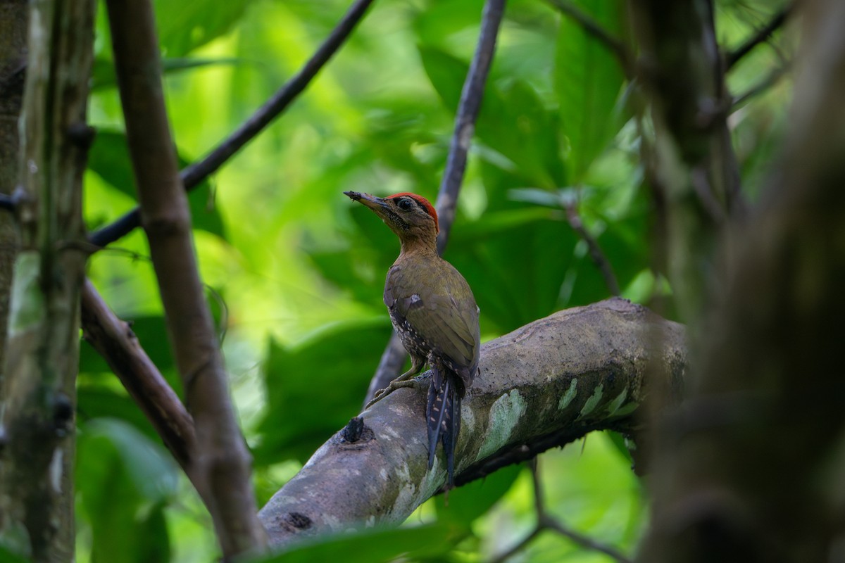 Streak-breasted Woodpecker - ML623627152