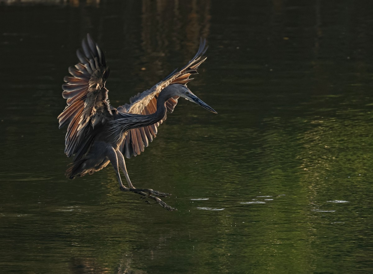 Great-billed Heron - ML623627198