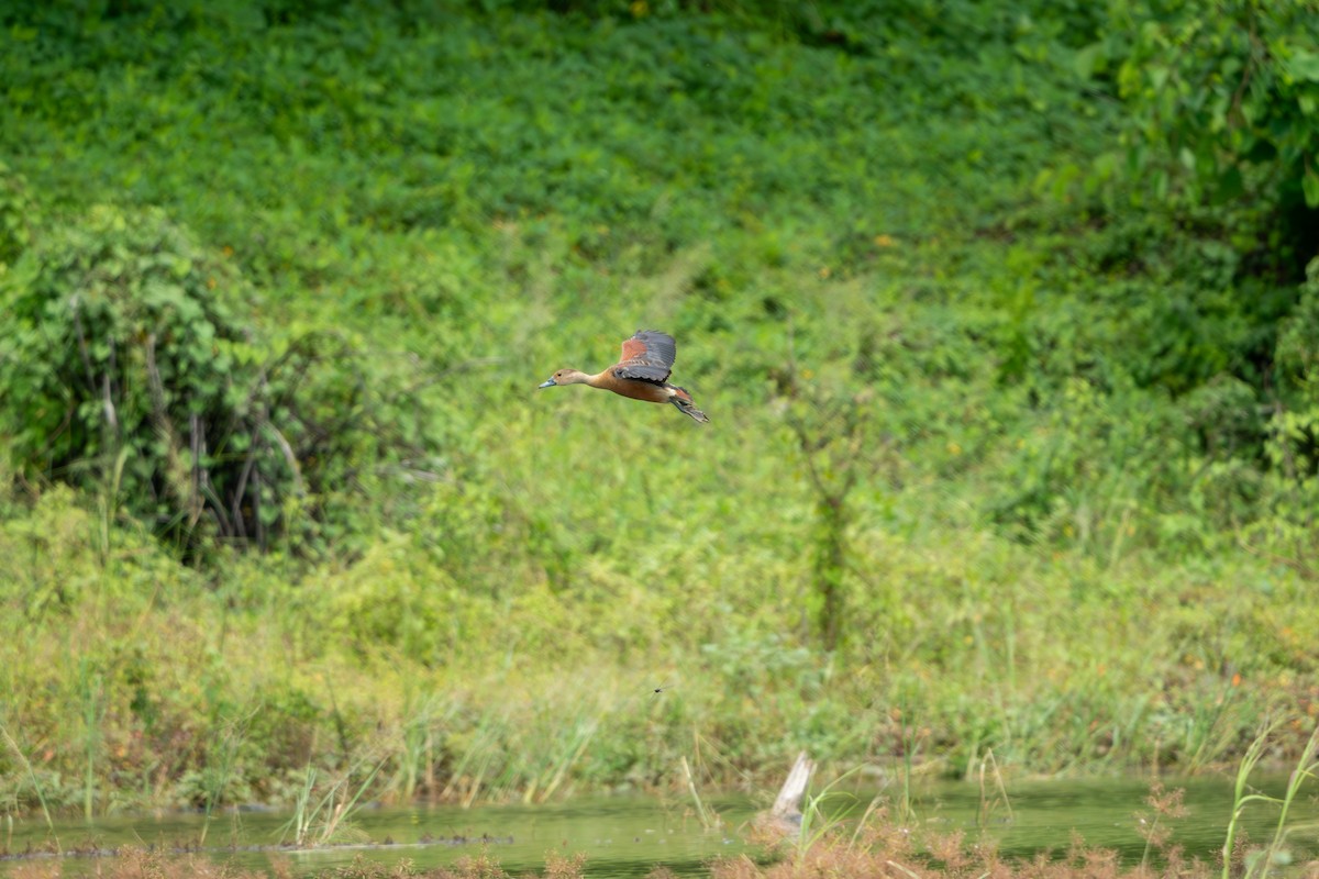 Lesser Whistling-Duck - ML623627211
