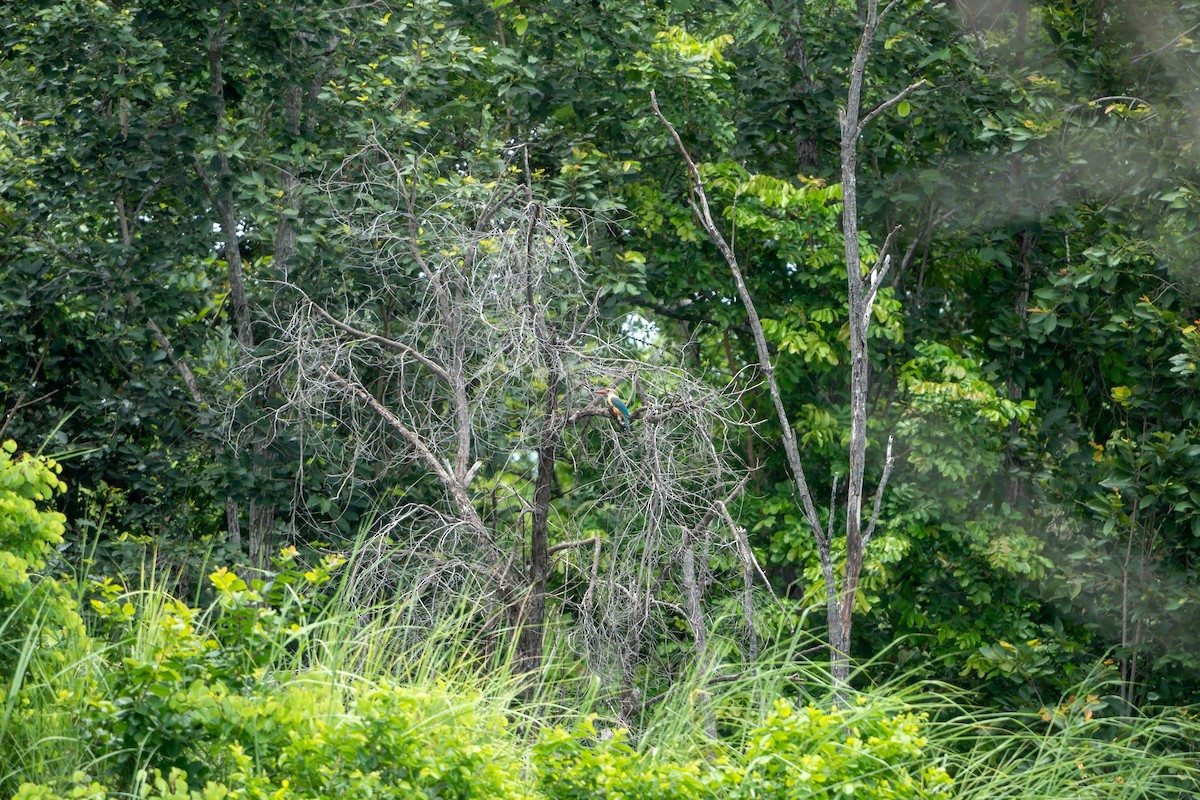 Stork-billed Kingfisher - Mars Eric