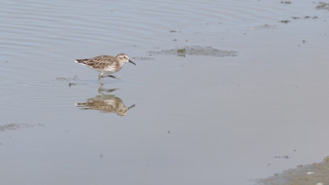 Least Sandpiper - ML623627245