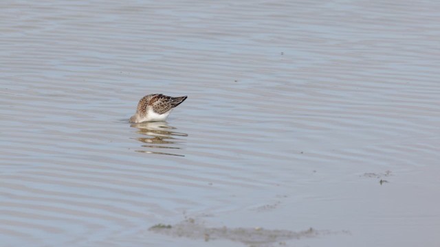 Western Sandpiper - ML623627248