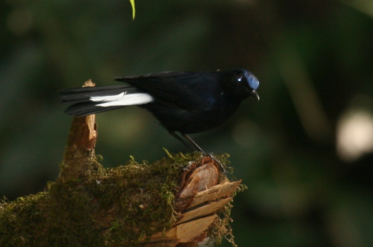 White-tailed Robin - ML623627284