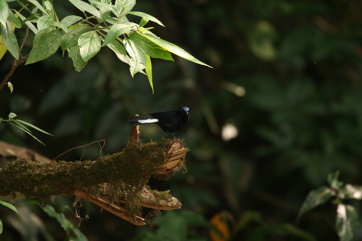 White-tailed Robin - ML623627285