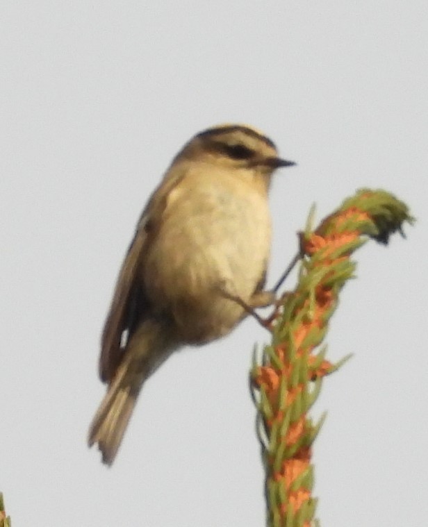 Golden-crowned Kinglet - ML623627287