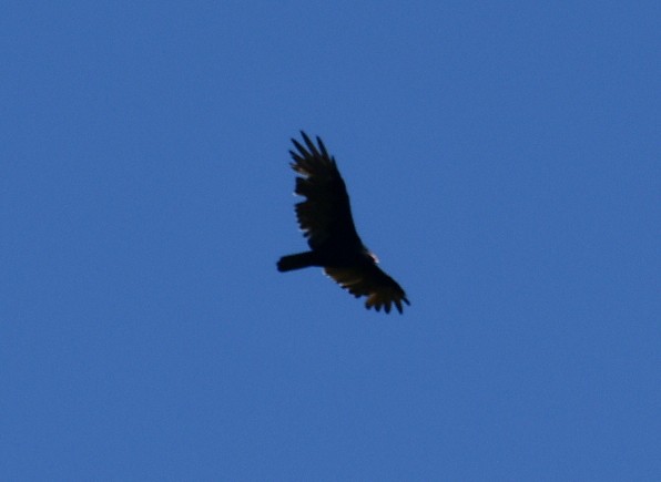 Turkey Vulture (Northern) - ML623627291