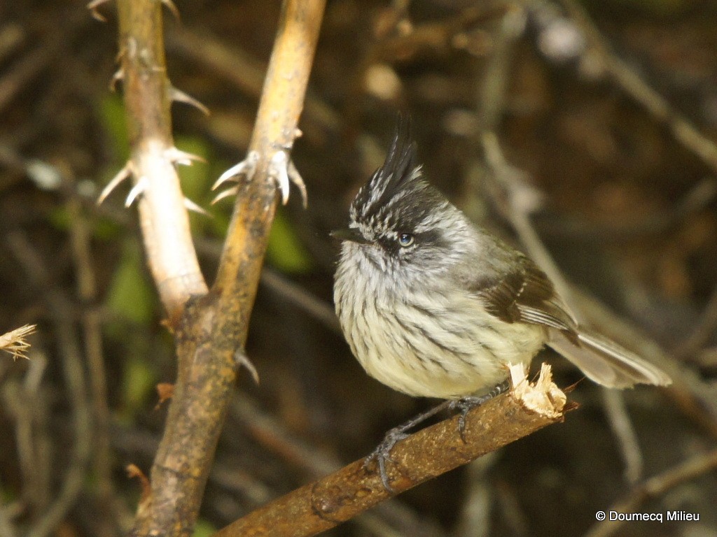 Tufted Tit-Tyrant - ML62362731