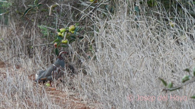 Barbary Partridge - ML623627332