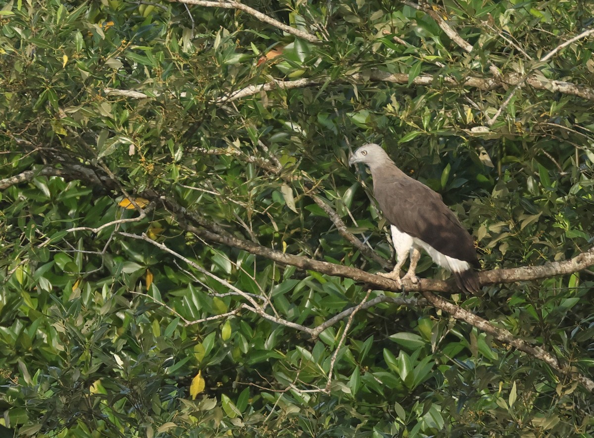 Pigarguillo Común - ML623627336