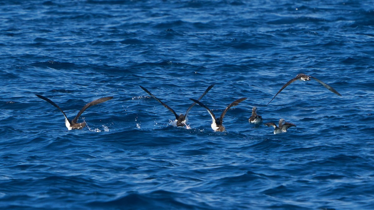 Streaked Shearwater - ML623627353