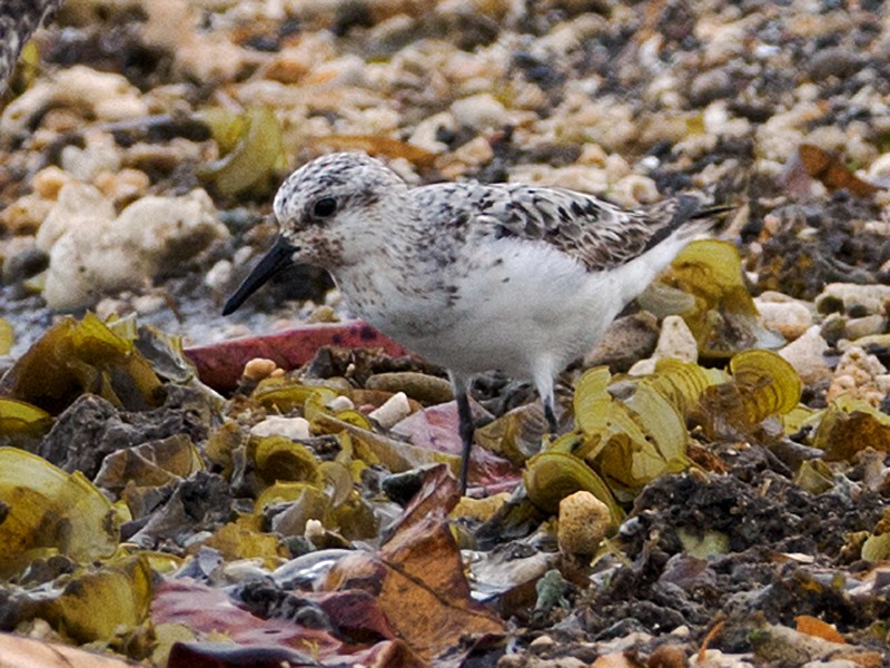 Sanderling - Nick Athanas