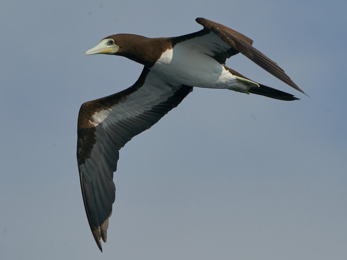 Brown Booby - Chieh-Peng Chen