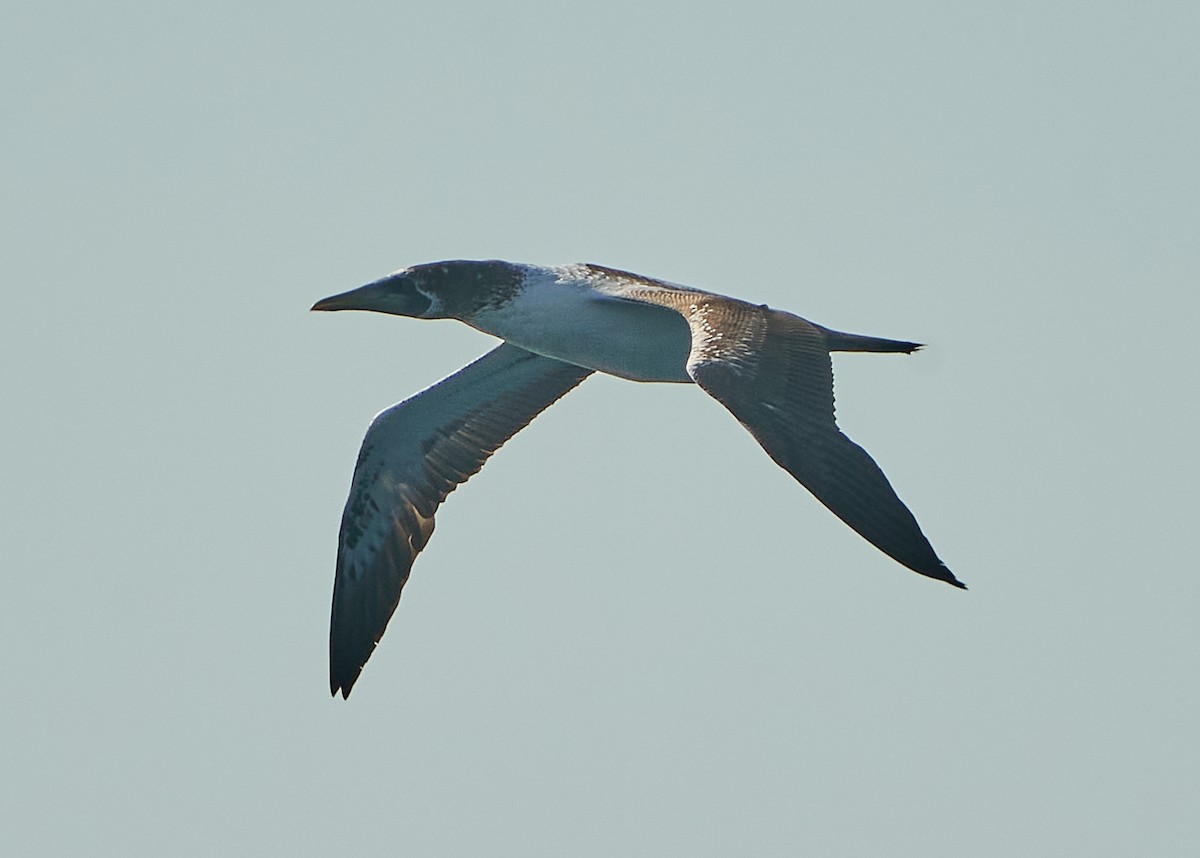 Masked Booby - ML623627383