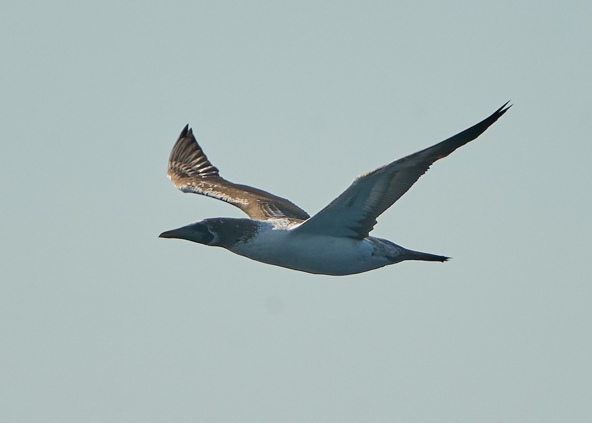 Masked Booby - ML623627384