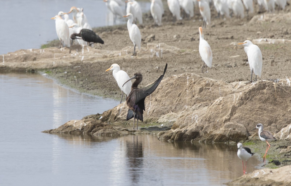 Glossy Ibis - ML623627391