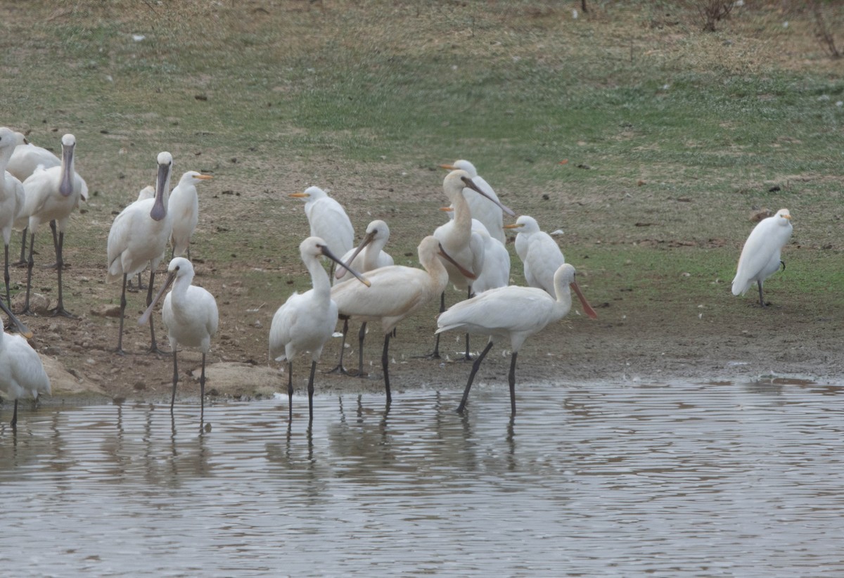 Eurasian Spoonbill - ML623627396