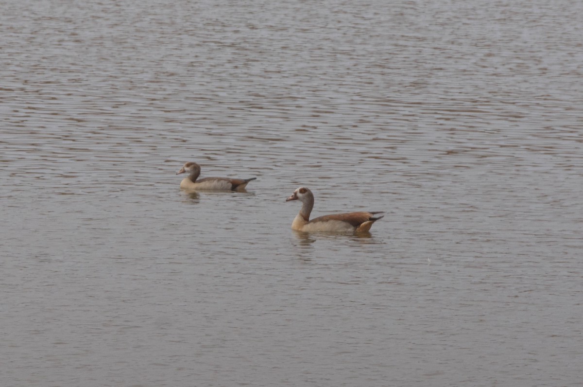 Egyptian Goose - ML623627418