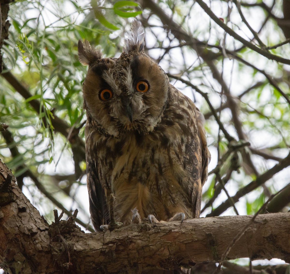 Long-eared Owl - ML623627423