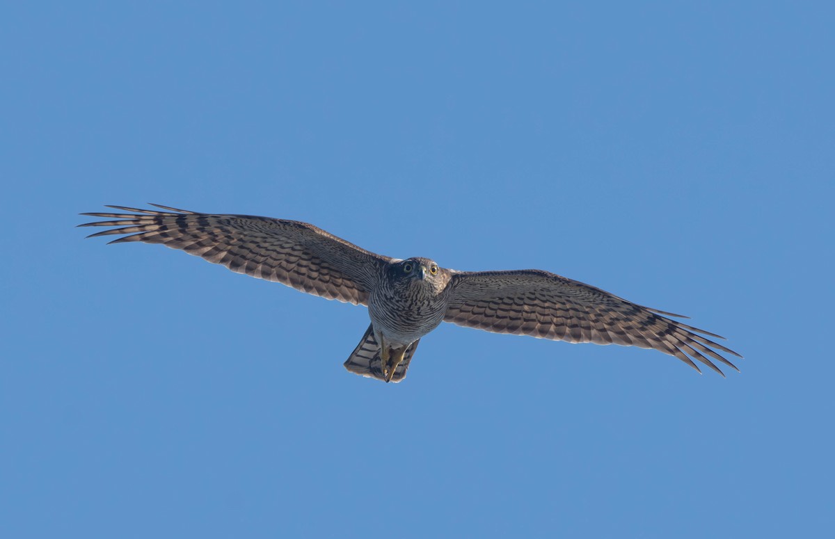 Eurasian Sparrowhawk - ML623627431