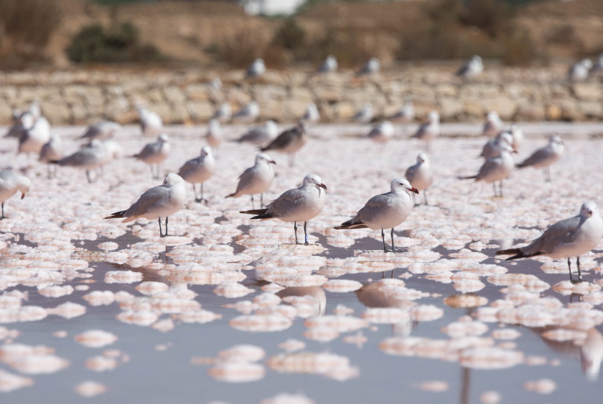 Audouin's Gull - ML623627435