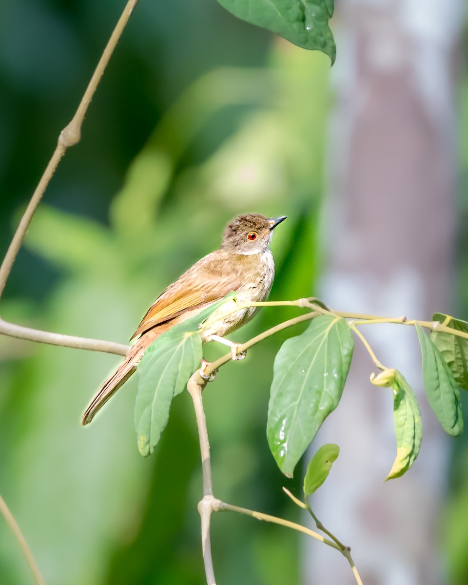 Spectacled Bulbul - ML623627437