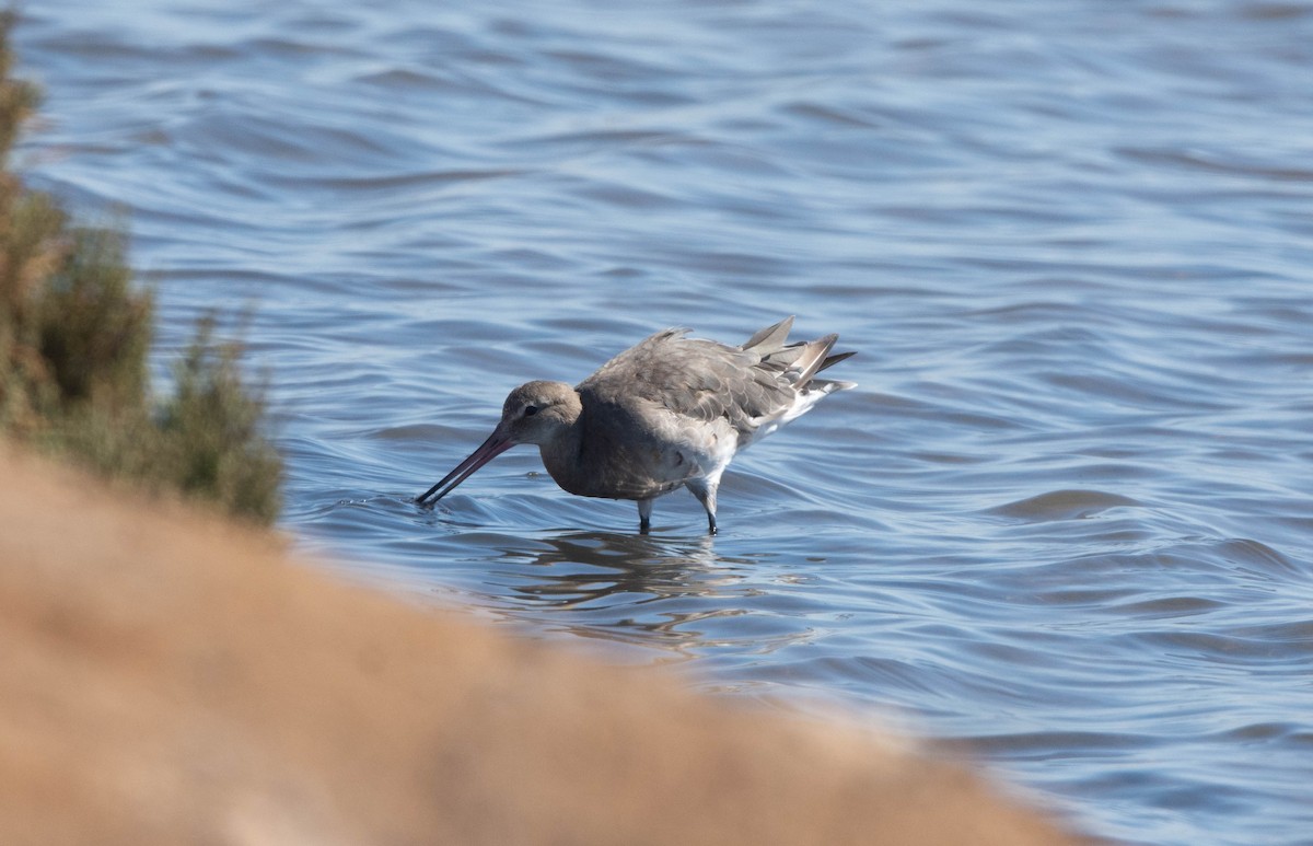 Black-tailed Godwit - ML623627442