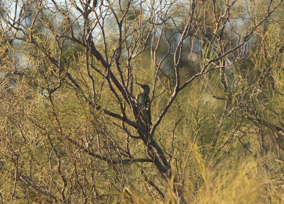 Iberian Green Woodpecker - ML623627450