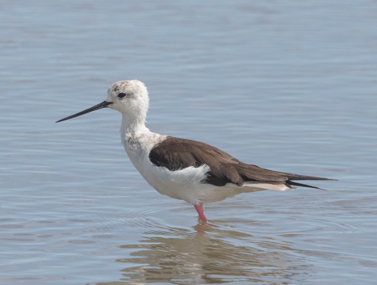 Black-winged Stilt - João  Esteves