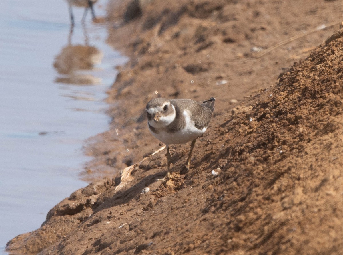 Common Ringed Plover - ML623627464