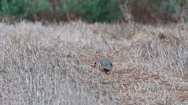 Barbary Partridge - ML623627467