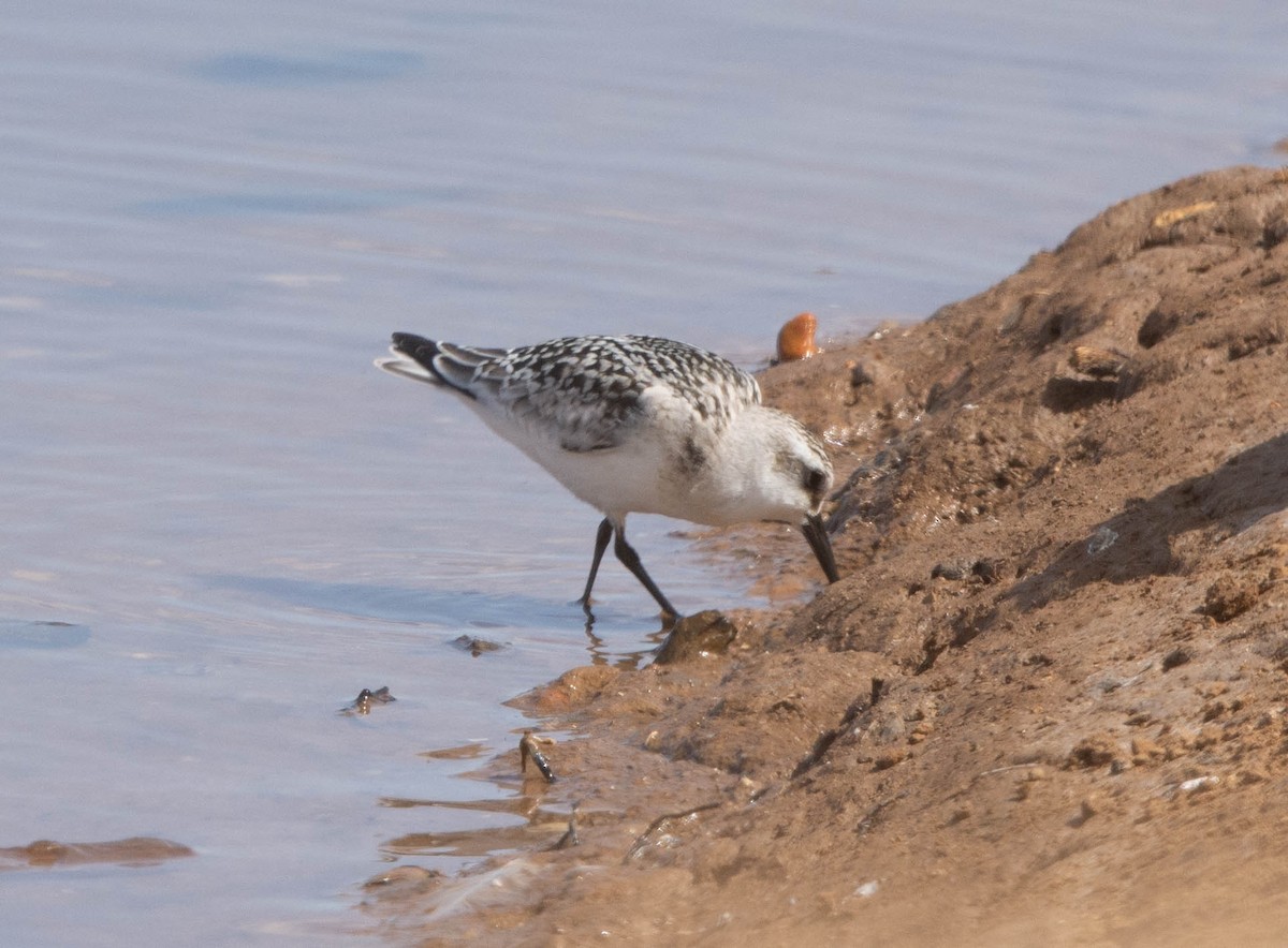 Sanderling - ML623627469