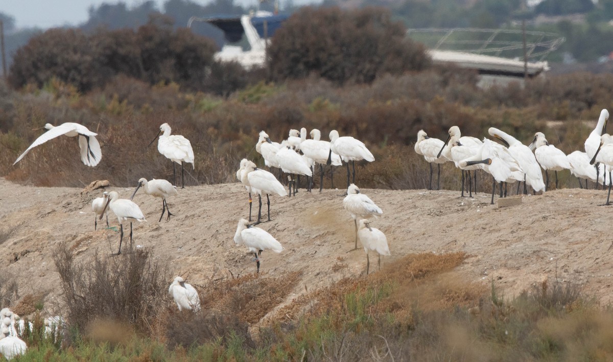 Eurasian Spoonbill - ML623627471