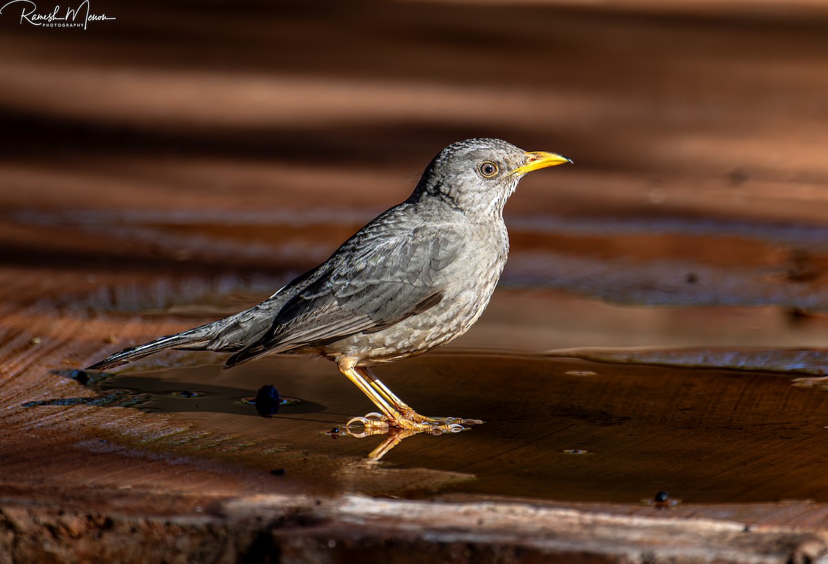 Karoo Thrush - Ramesh Menon