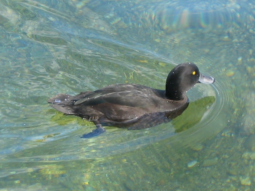 New Zealand Scaup - ML623627536