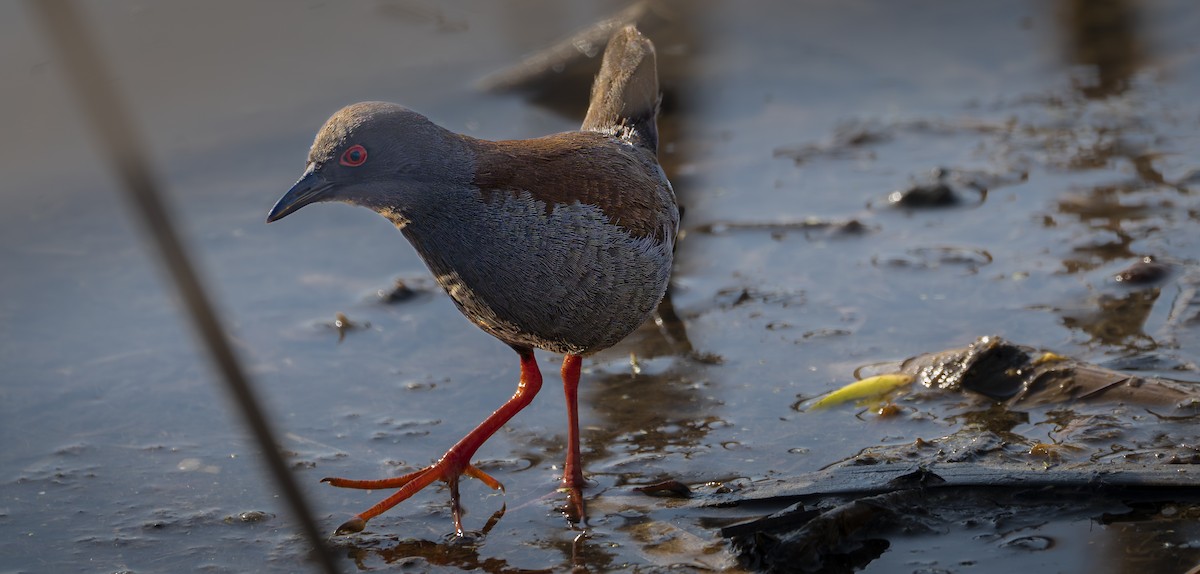 Spotless Crake - ML623627537