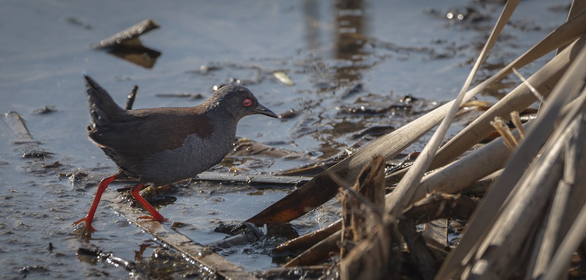 Spotless Crake - ML623627538