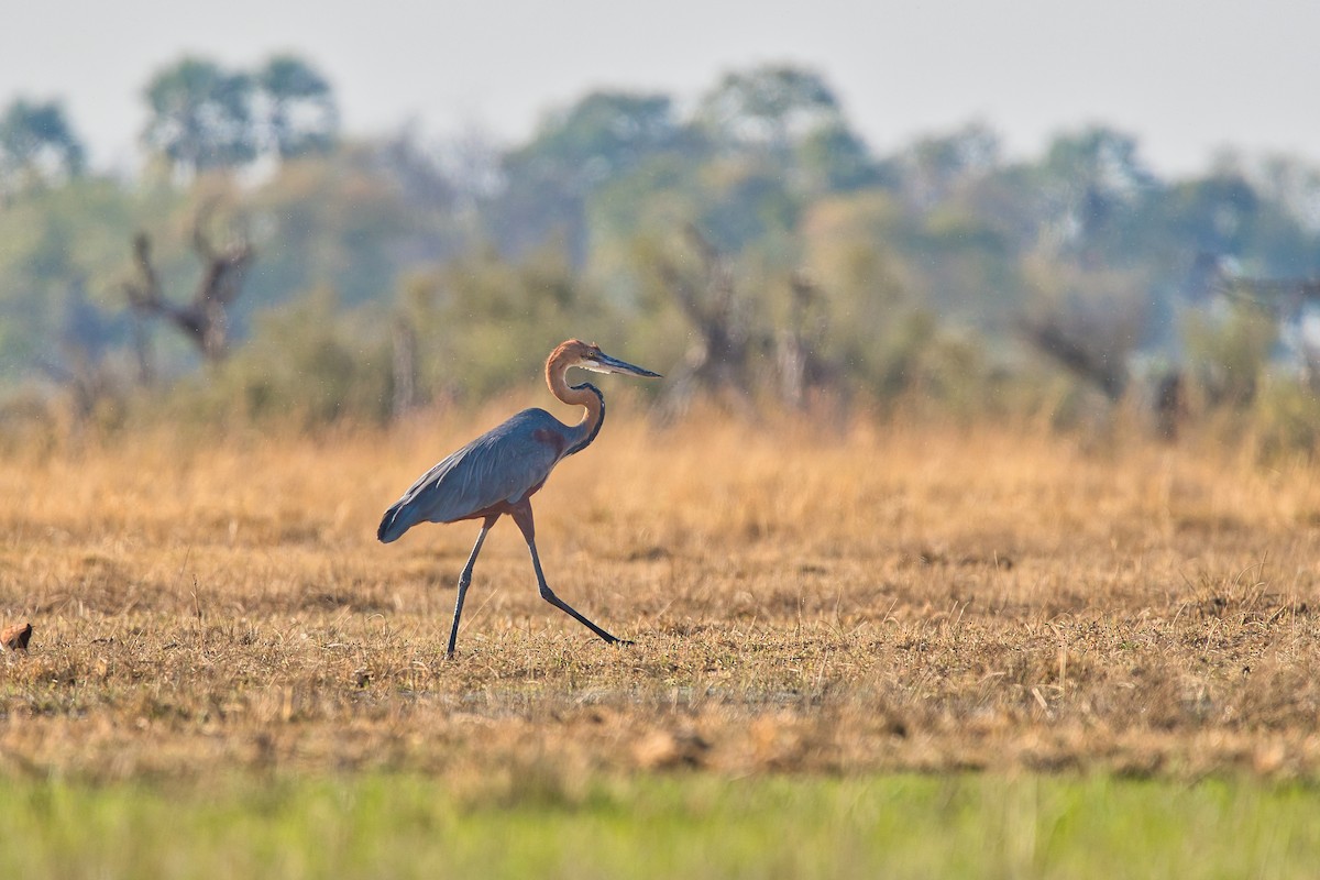 Goliath Heron - ML623627602