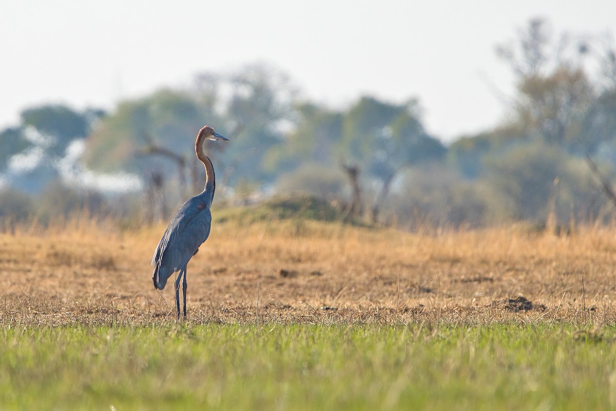 Goliath Heron - ML623627605