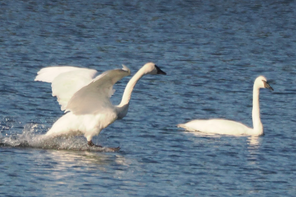 Trumpeter Swan - ML623627621