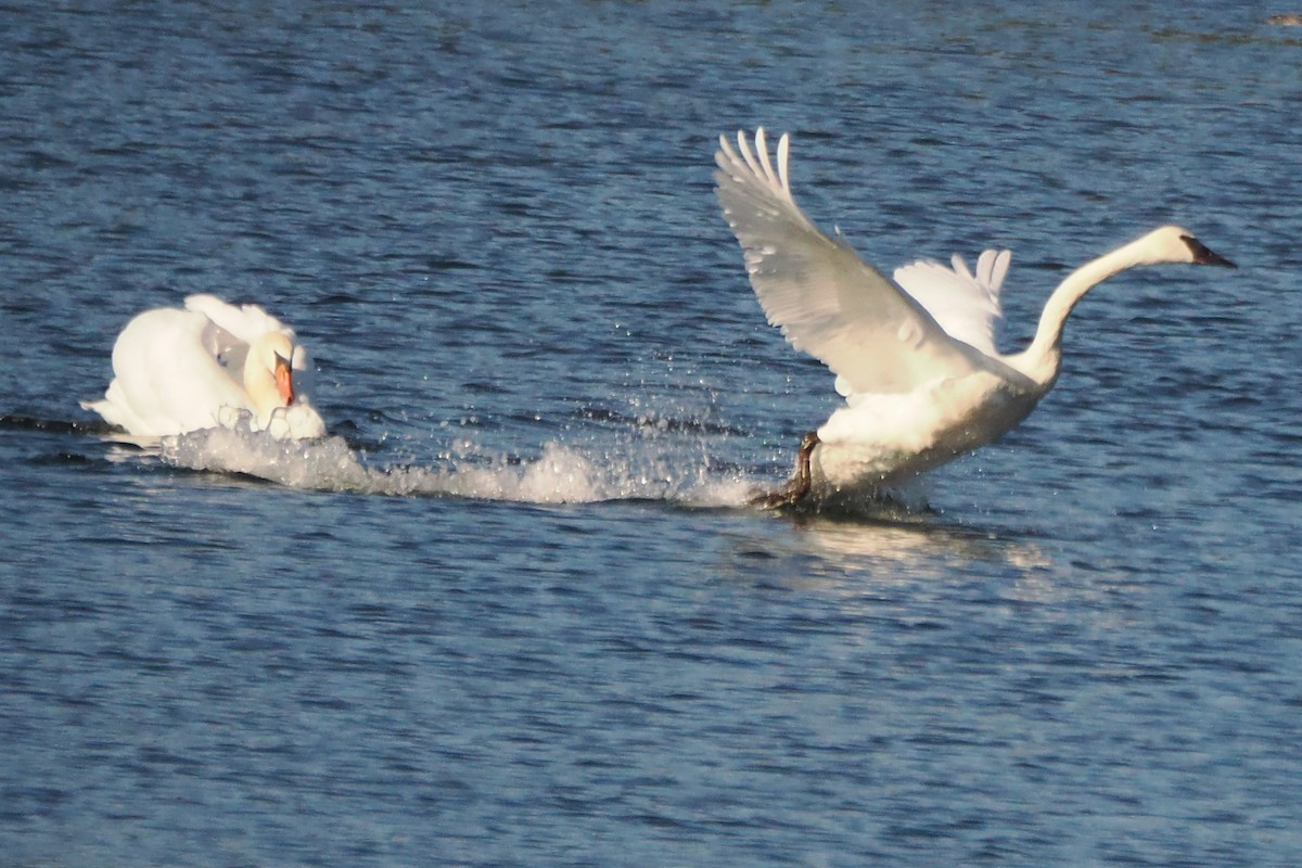 Trumpeter Swan - Clay Bliznick