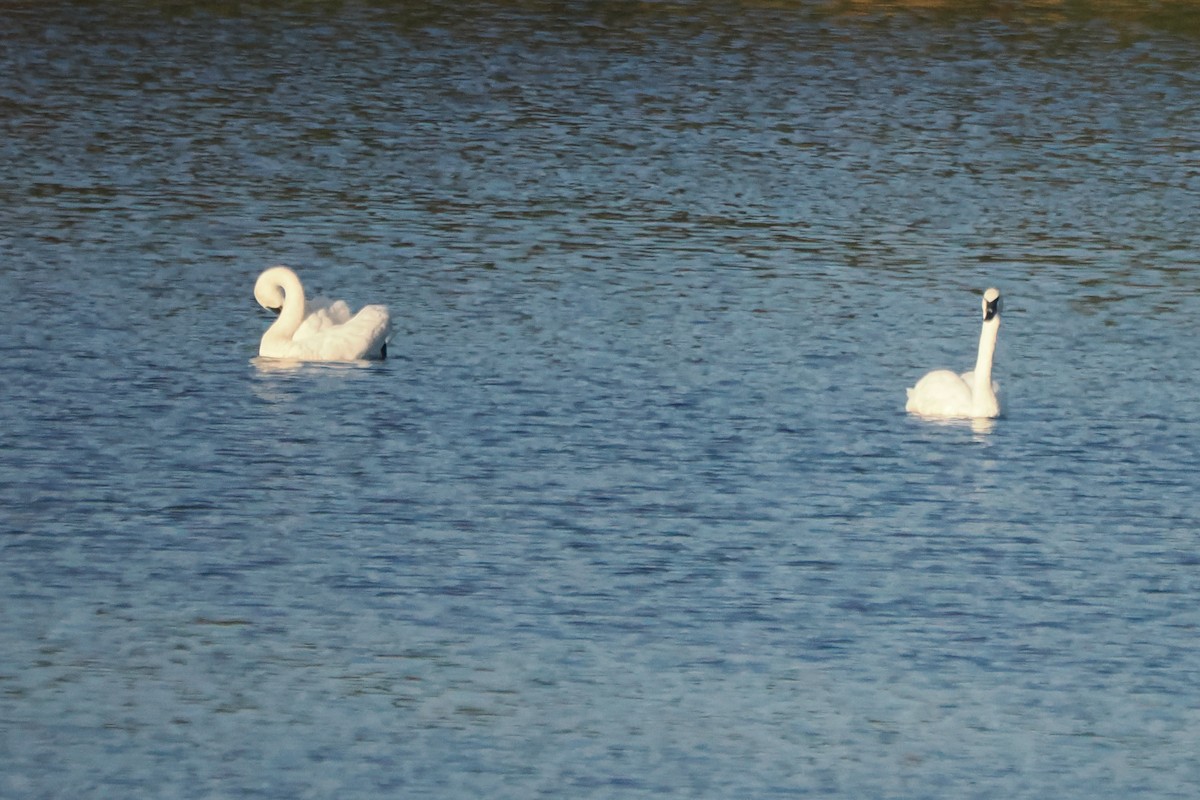 Trumpeter Swan - ML623627623