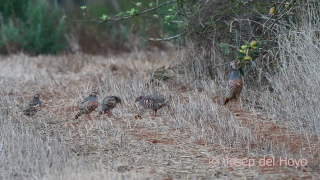 Barbary Partridge - ML623627632