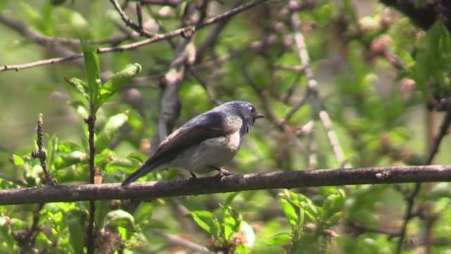 マユヒタキ - ML623627675