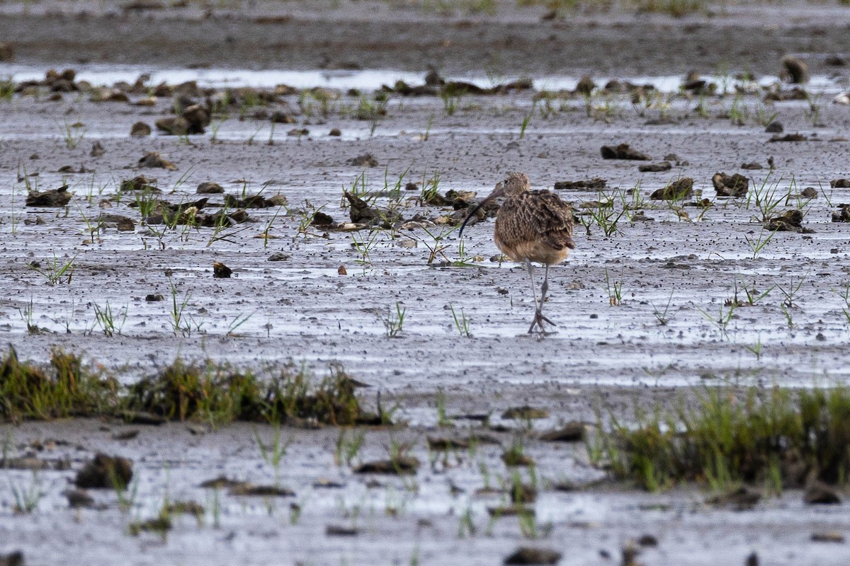 Long-billed Curlew - ML623627676