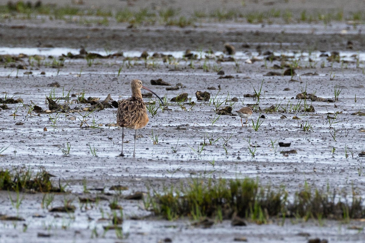 Long-billed Curlew - ML623627678