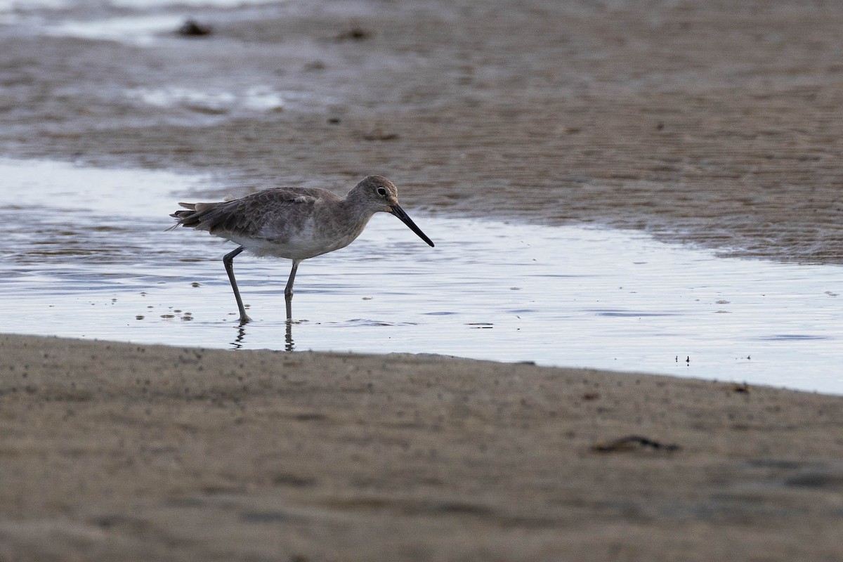 Willet - ML623627686