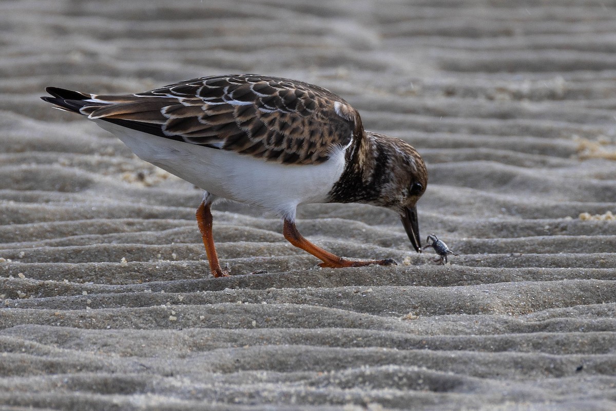 Ruddy Turnstone - Dana Miller