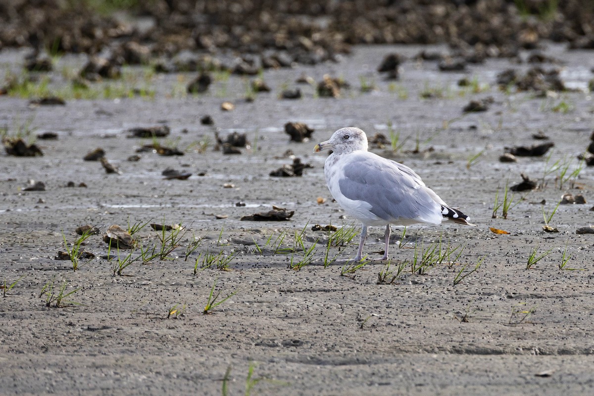 Ring-billed Gull - ML623627691