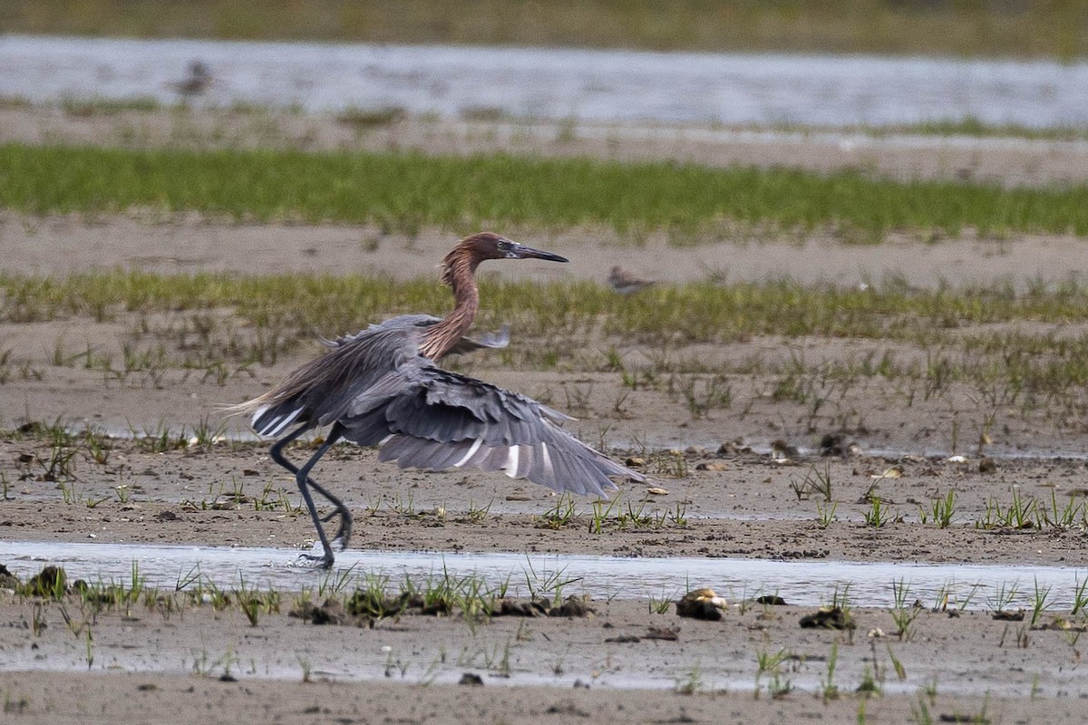 Reddish Egret - ML623627696